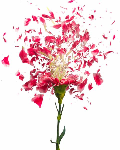 Photograph Don Farrall Confetti Carnation on One Eyeland